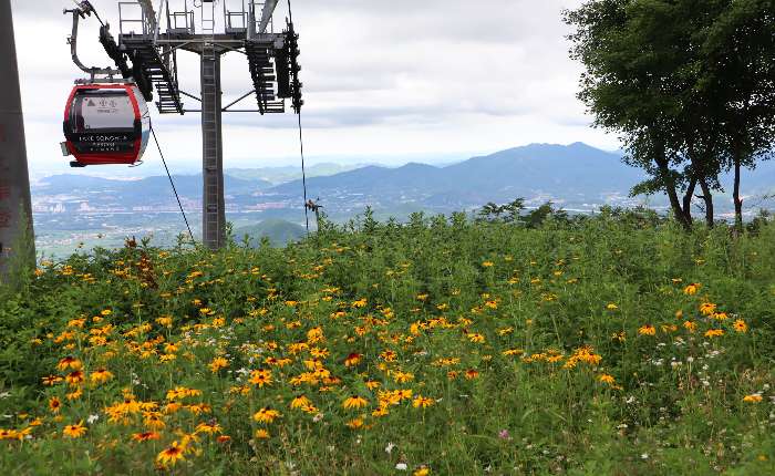 7月，吉林市松花湖滑雪场盛开的金鸡菊和金光菊。中新社记者 蒋文月 摄