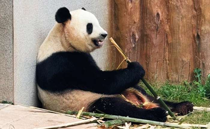 2025年8月，陕西佛坪的秦岭大熊猫正在进食。 李一璠 摄