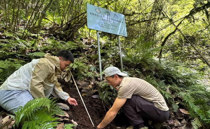 高黎贡山/独龙江站工作人员在深山的原始丛林中一处样地里进行相关采样工作。中新社记者 孙自法 摄