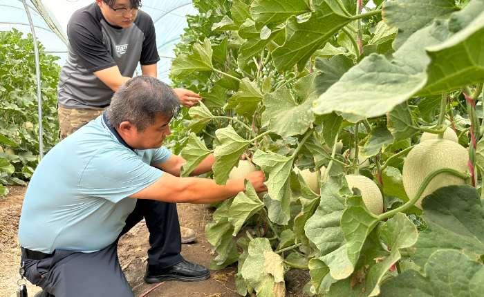 8月7日，甘肃酒泉市瓜州县即将上市的瓜州蜜瓜。中新社记者 冯志军 摄