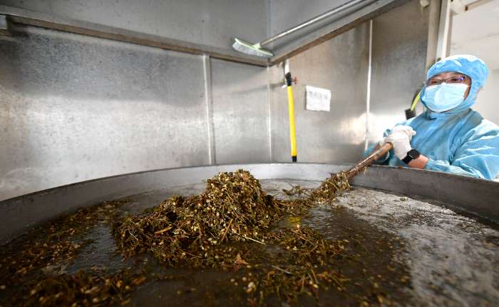 9月12日，拉萨一家藏药浴店里，工作人员正熬制藏药浴的药汤。李林 摄